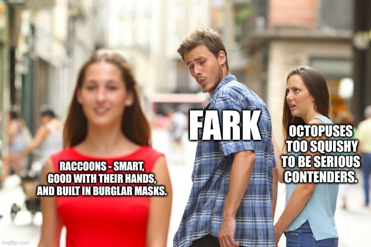 distracted boyfriend Fark looks at raccoons (good with hands) instead of octopuses (too squishy)