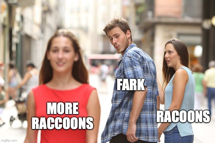 distracted boyfriend looks at more raccoons instead of raccoons