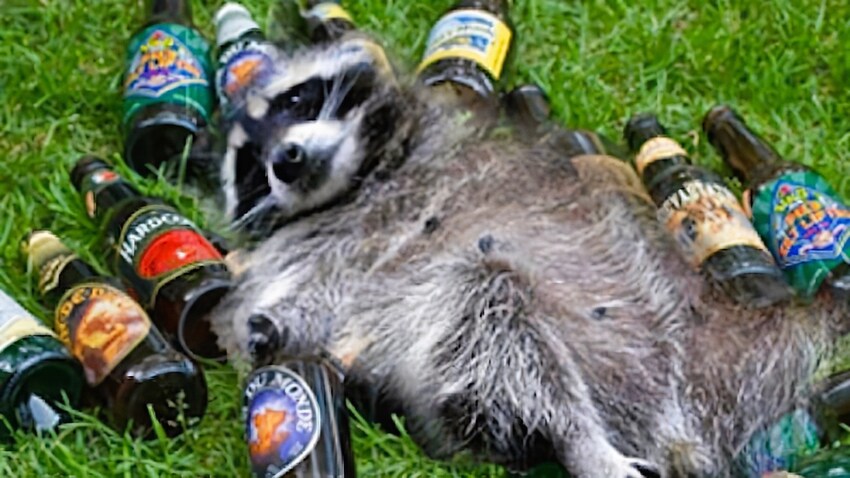 raccoon surrounded by beer bottles