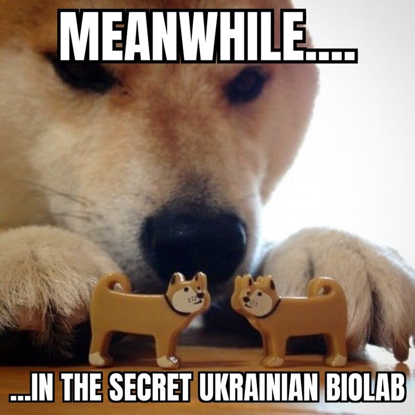 meanwhile, in Ukrainian bio-labs, a Shiba Inu performs genetic experiments.