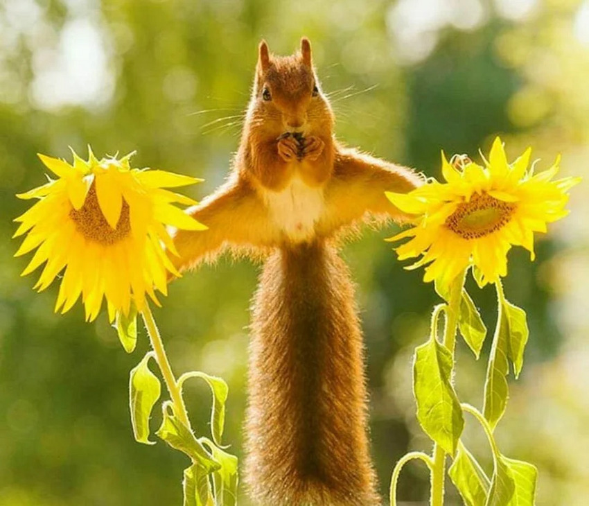 red squirrel balancing precariously between two sunflowers