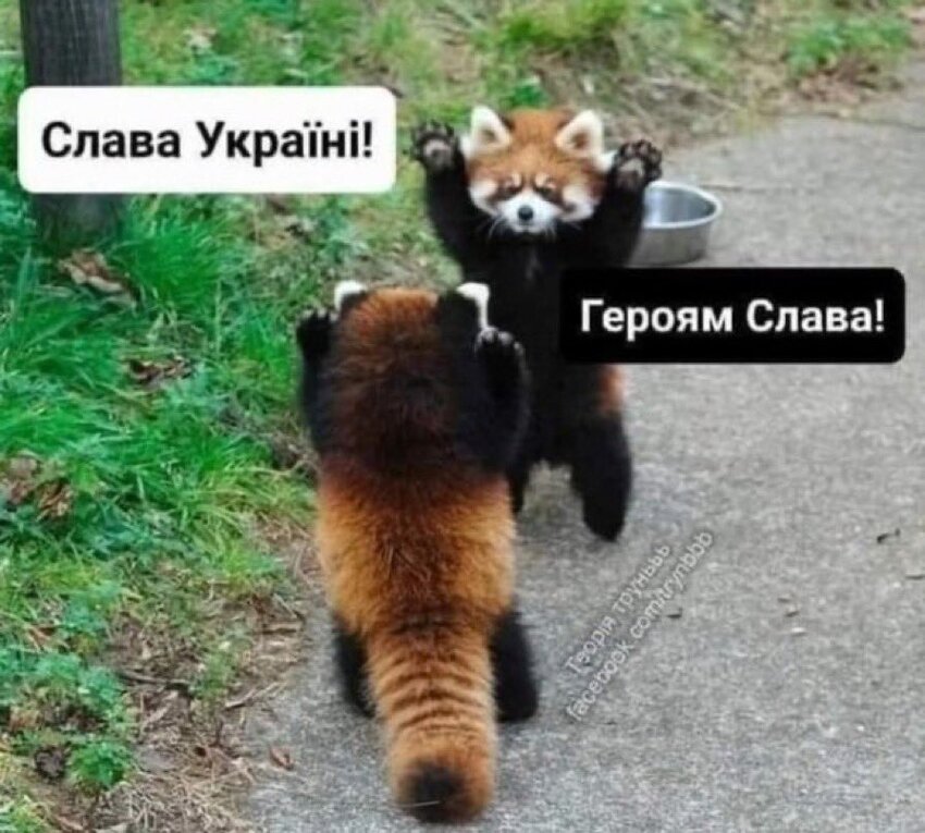 raccoons saying 'Slava Ukraine!' and 'Heroem Slava!'