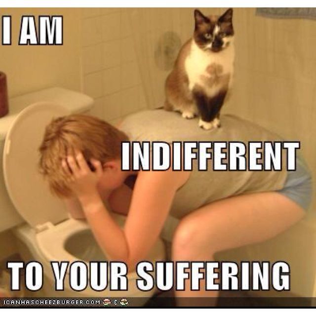 Cat: I am indifferent to your suffering.