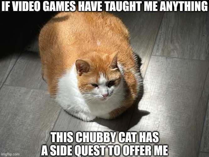 McButt, caption 'If video games have taught me anything, this chubby cat has a side quest to offer me.