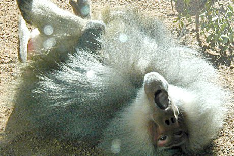 baboon on its back looking blissful