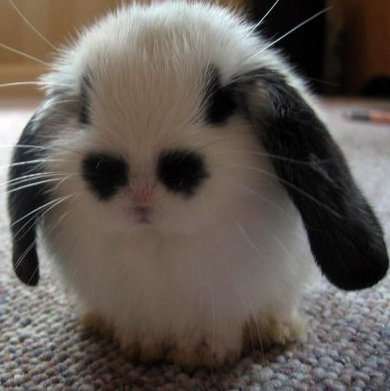 black and white bunny with spots that look like eyes