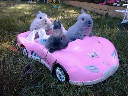 three bunnies in a car