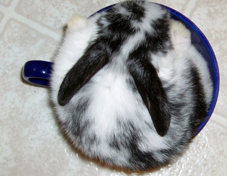 bunny in coffee cup