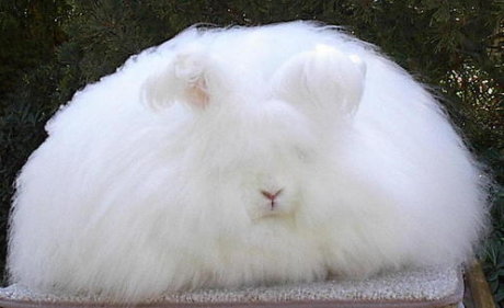 seriously fluffy bunny