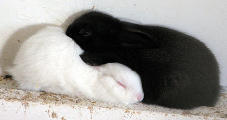 black and white bunnies arranged in a yin-yang