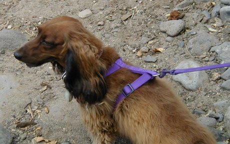 Miniature dachsund Indy at the campsite