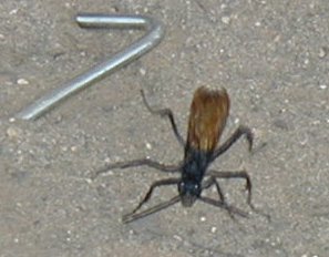 gigantic black wasp near tent stake