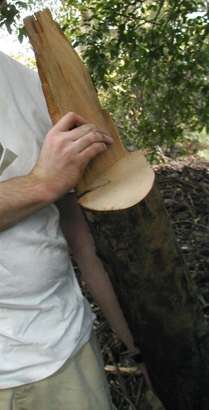 me holding an 8 inch log cut from a dead tree