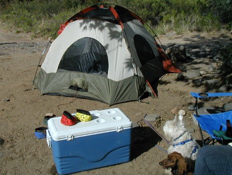 tent, with cooler and dogs