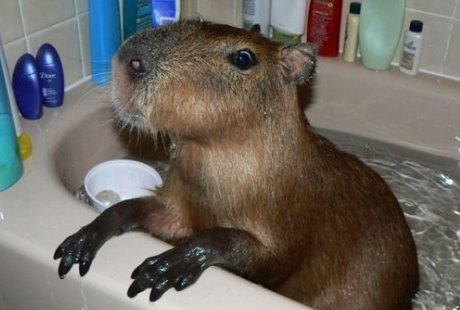 capybara in bathtub