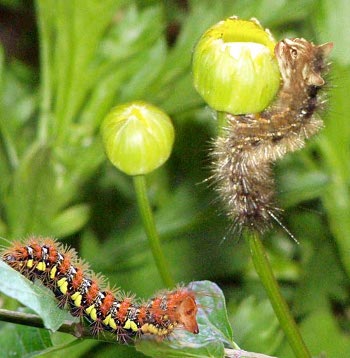 caterpillar with dogapillar