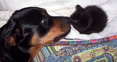 huge dog nose-to-nose with tiny kitten