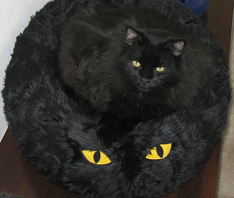 black cat sitting in cat bed that looks like a black cat