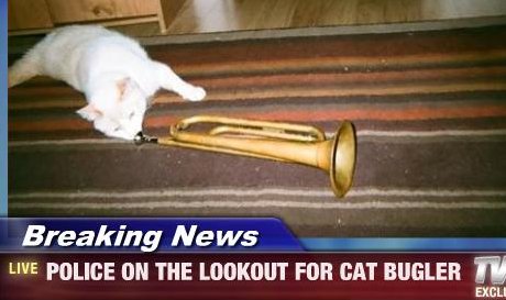 police on the lookout for cat bugler