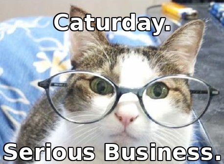 cat: Caturday.  Serious Business