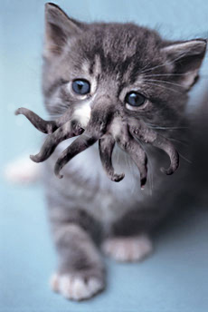 kitten Photoshopped to look like a cross between a cat and Cthulhu