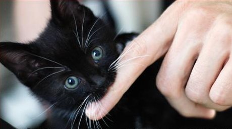 tiny kitten play-biting person's fingers