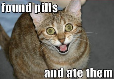 cat saying 'I found pills and ate them' 