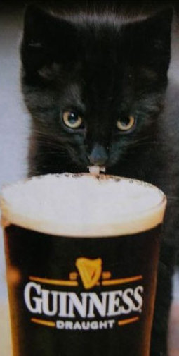 cat with pint of Guinness