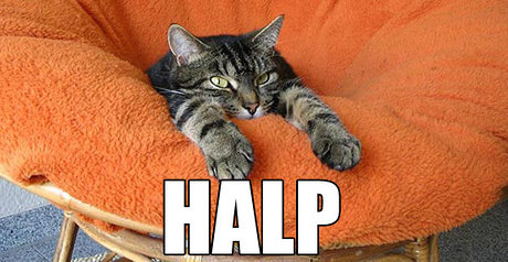 Cat that looks like it's falling into a chair, captioned 'HALP!'