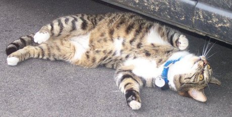 cat mechanic inspecting a car