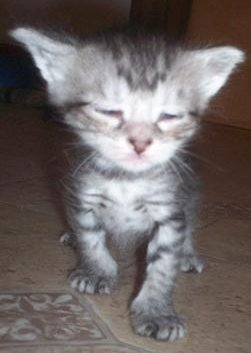 kitten very tired but still on its feet