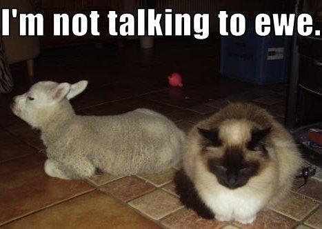 cat and sheep, caption 'I'm not talking to ewe.' 