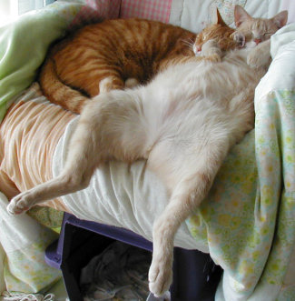 cat lying on chair, looks like it needs to put some pants on