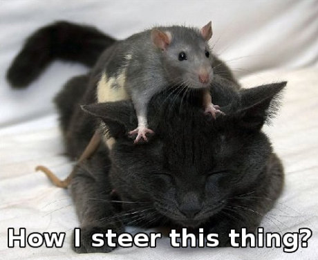 rat on cat, caption 'How I steer this thing?' 