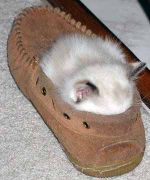 kitten in shoe