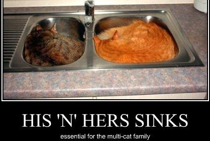 His and hers sinks: essential for the multi-cat family