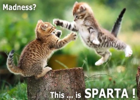 cat captioned 'Madness? THIS!  IS!  SPARTA!!!' 