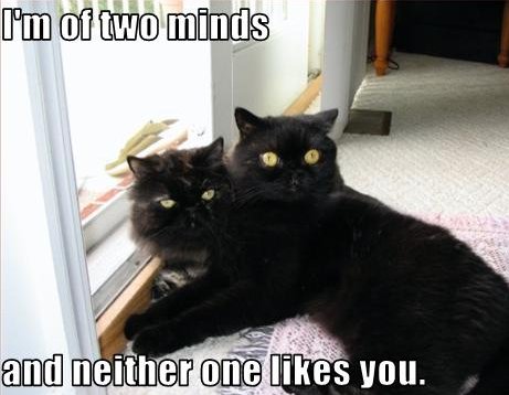 two-headed cat, I'm of two minds and neither one likes you