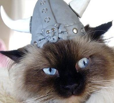 cat wearing Viking helmet