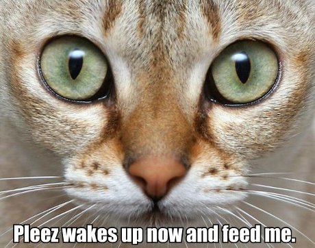 cat saying 'please wakes up now and feed me' 