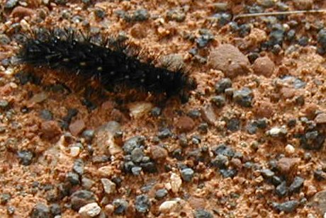 wooly bear caterpillar crossing a trail