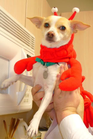 Darlin' dressed in a lobster costume