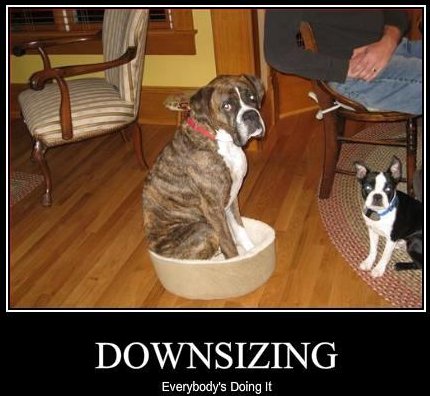 fake motivational poster, dog sitting in tiny bed, caption 'Downsizing: everybody's doing it' 