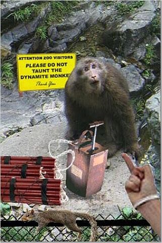 monkey holding detonator, 'Do not taunt the dynamite monkeys'