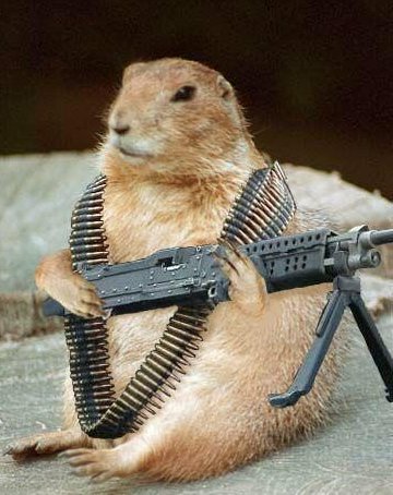 prairie dog with machine gun