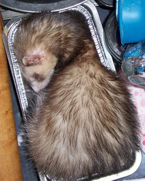 ferret sleeping in bread pan