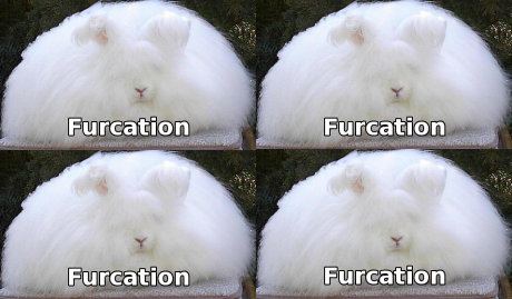 furcation squared