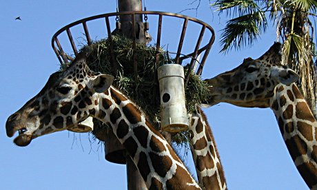 giraffes eating at a feeder at the Phoenix Zoo