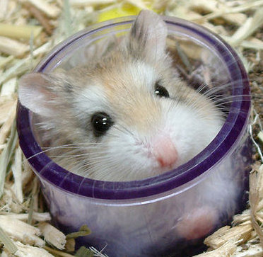 hamster in shot glass