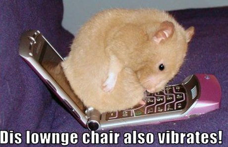 hamster sitting on cellphone, caption 'This lounge chair also vibrates!'